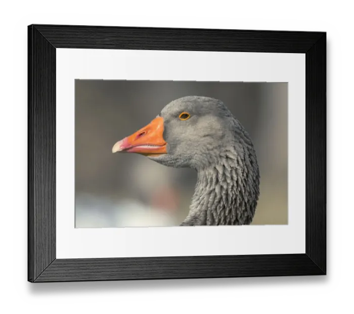 Framed Print : French Toulouse Goose, Kentucky