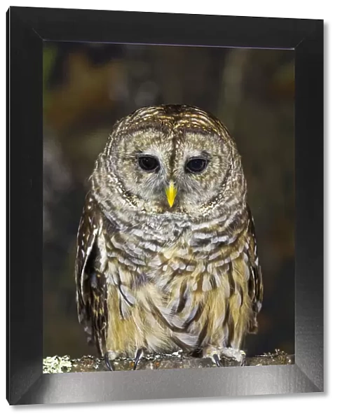 Barred owl, Kentucky