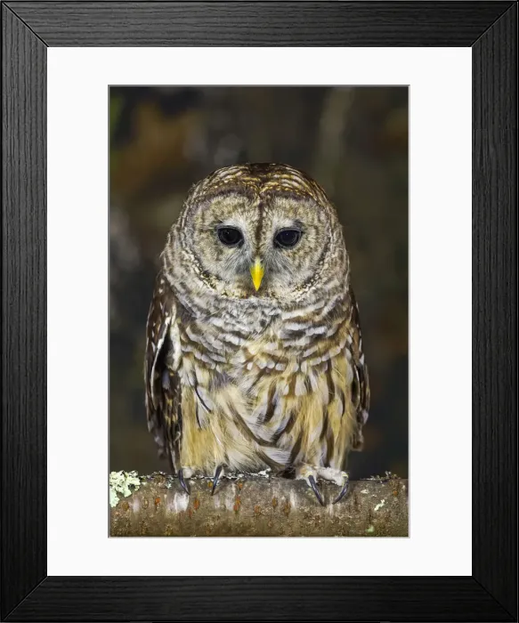Framed Print : Barred owl, Kentucky Framed Print : Barred owl, Kentucky
