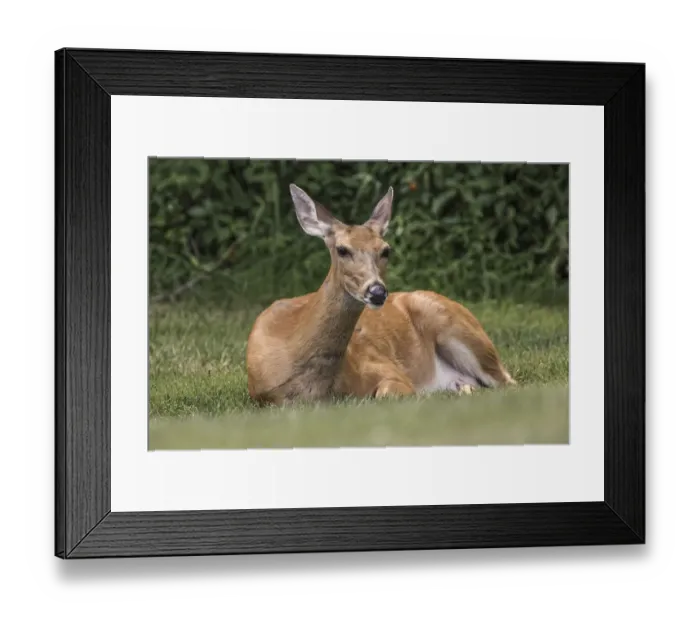 Framed Print : White-tailed deer lying down resting, Kentucky Framed Print : White-tailed deer lying down resting, Kentucky