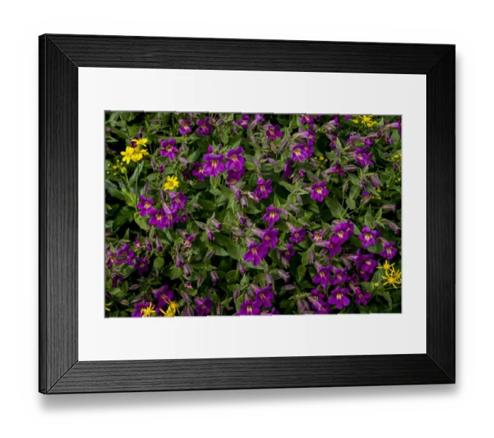 Framed Print : Lewis Monkeyflowers and Arnica Wildflowers in Glacier National Park, Montana, USA Framed Print : Lewis Monkeyflowers and Arnica Wildflowers in Glacier National Park, Montana, USA