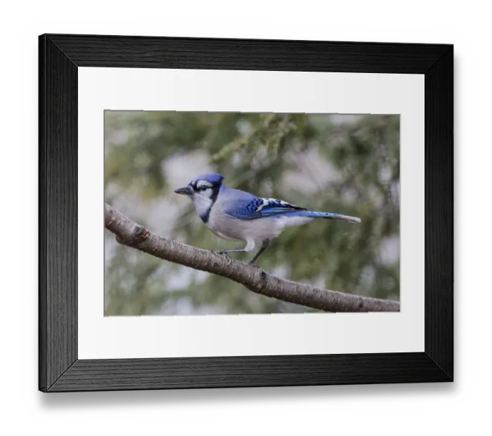 Framed Print : Blue jay in winter, Kentucky Framed Print : Blue jay in winter, Kentucky