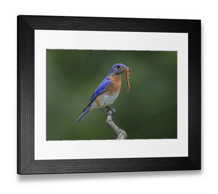 Framed Print : Male Eastern bluebird with centipede, Kentucky