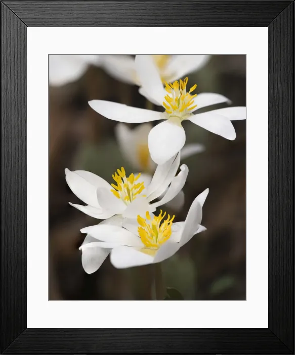 Framed Print : Bloodroot flowers. The Parklands, Louisville, Kentucky