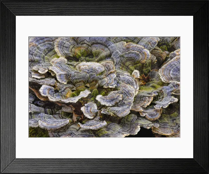 Framed Print : Turkey tail bracket fungi. The Parklands, Louisville, Kentucky