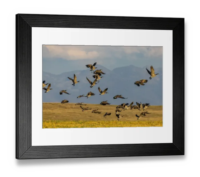 Framed Print : Canada geese take off for flight in the Flathead Valley, Montana, USA Framed Print : Canada geese take off for flight in the Flathead Valley, Montana, USA