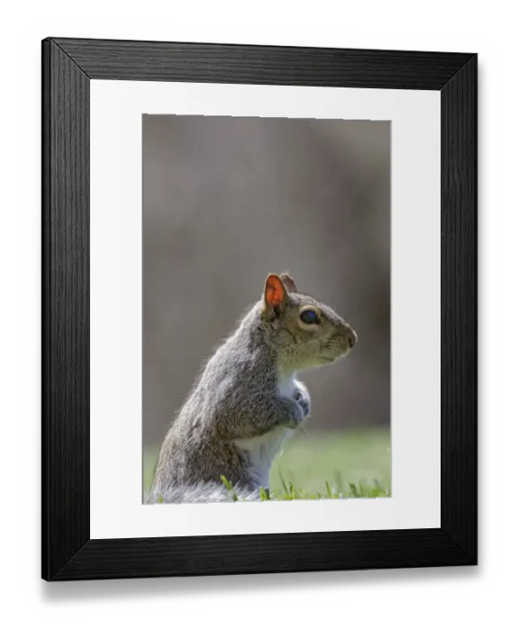 Framed Print : Eastern gray squirrel, Kentucky