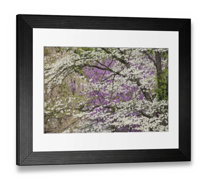 Framed Print : Flowering dogwood tree and distant Eastern redbud, Kentucky