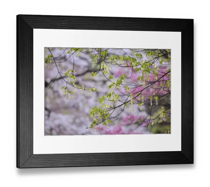 Framed Print : Red maple with whirlybird seeds, Kentucky