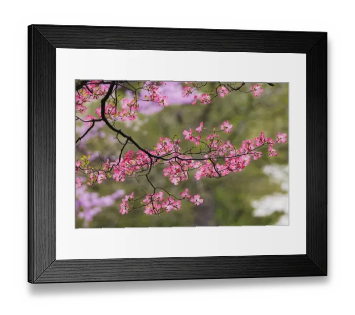 Framed Print : Soft focus view of pink flowering dogwood tree branch, Kentucky