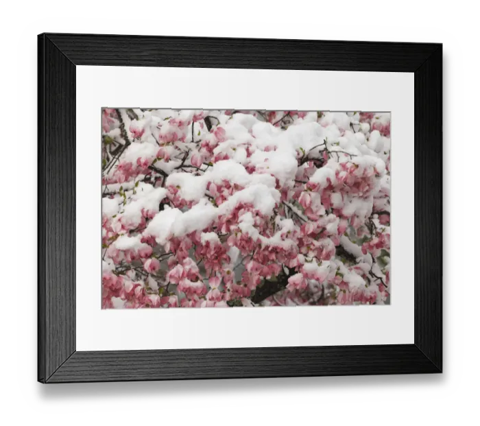 Framed Print : Light snow on pink dogwood tree in early spring, Louisville, Kentucky Framed Print : Light snow on pink dogwood tree in early spring, Louisville, Kentucky