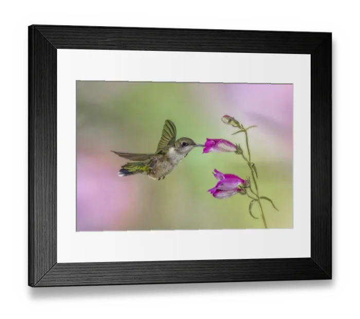 Framed Print : Female Ruby-throated hummingbird flying around flower, Louisville, Kentucky Framed Print : Female Ruby-throated hummingbird flying around flower, Louisville, Kentucky