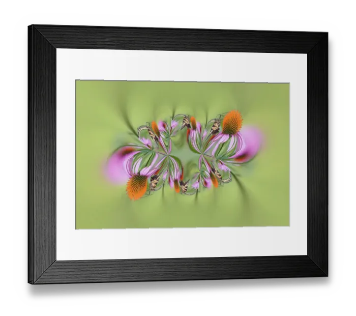 Framed Print : Tiger Swallowtail butterfly on purple coneflower, Kentucky Framed Print : Tiger Swallowtail butterfly on purple coneflower, Kentucky