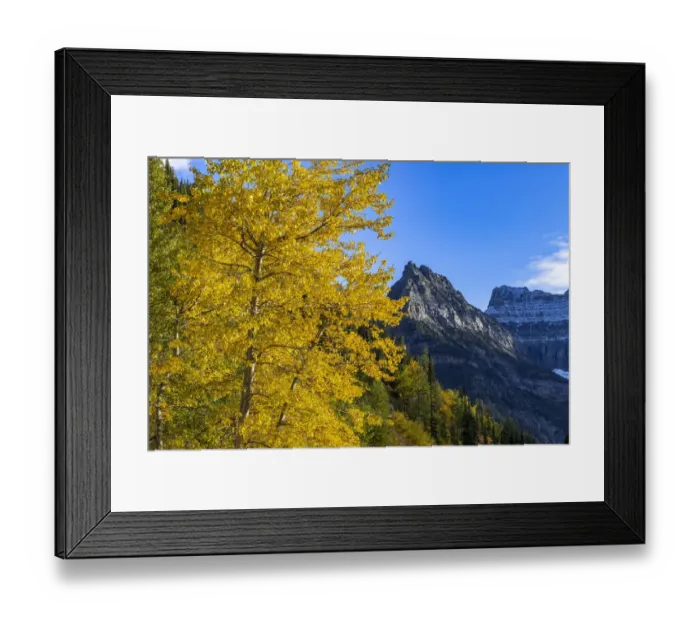 Framed Print : Autumn cottonwood and Mount Oberlin in Glacier National Park, Montana, USA Framed Print : Autumn cottonwood and Mount Oberlin in Glacier National Park, Montana, USA