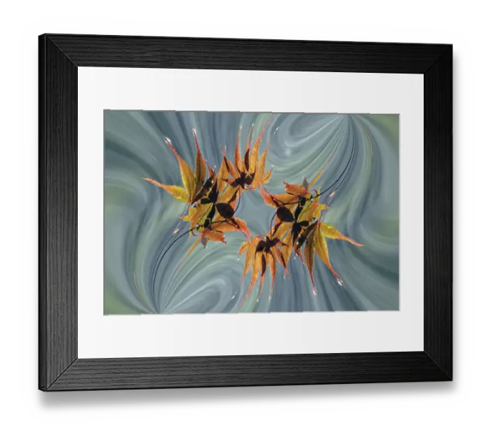 Framed Print : Rain falling on Japanese Maple leaves in autumn, Louisville, Kentucky