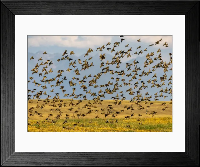 Framed Print : Huge flock of European starlings take flight in the Flathead Valley, Montana, USA