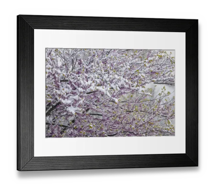 Framed Print : Light snow on Eastern redbud tree in early spring, Louisville, Kentucky