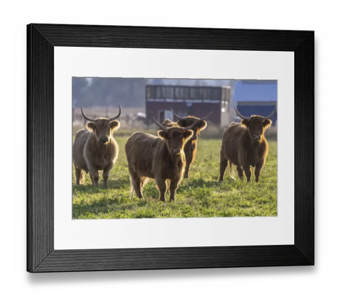 Framed Print : Highland cattle in the Flathead Valley, Montana, USA