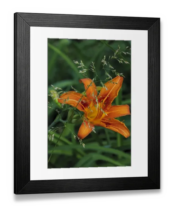 Framed Print : Orange daylily in Whitefish, Montana, USA