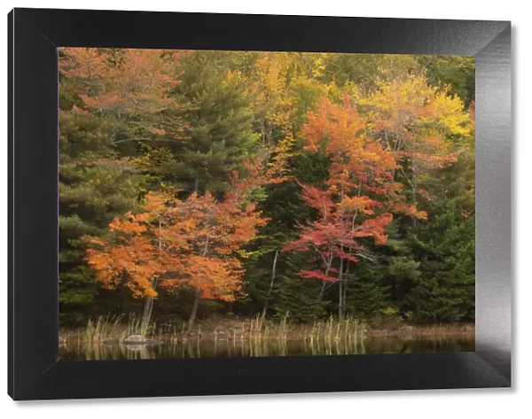USA, Maine, Acadia National Park. Forest reflections in lake