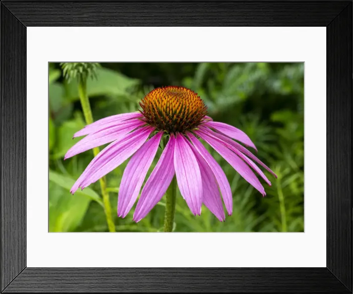 Framed Print : Boothbay Harbor, Maine, USA. Coastal Maine Botanical Gardens. Purple Cone Flower or Blacksamson Echinacea (Echinacea angustifolia)
