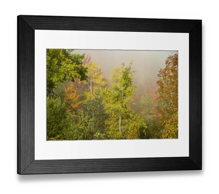Framed Print : USA, New Hampshire, fall foliage north of Whitefield, along Rt. 3 Framed Print : USA, New Hampshire, fall foliage north of Whitefield, along Rt. 3
