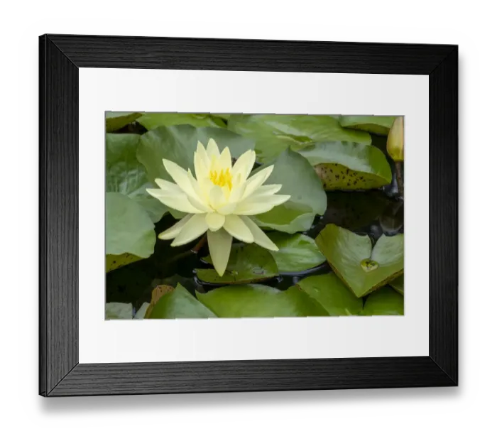 Framed Print : Boothbay Harbor, Maine, USA. Coastal Maine Botanical Gardens. Yellow Water Lily (Nymphea Mexicana)