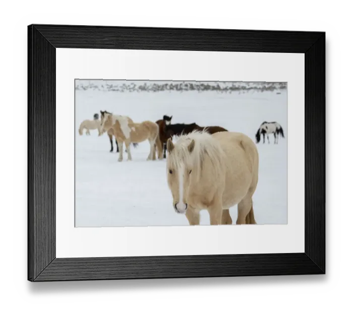 Framed Print : USA, Montana, Gardiner. Horses with winter coats in snow