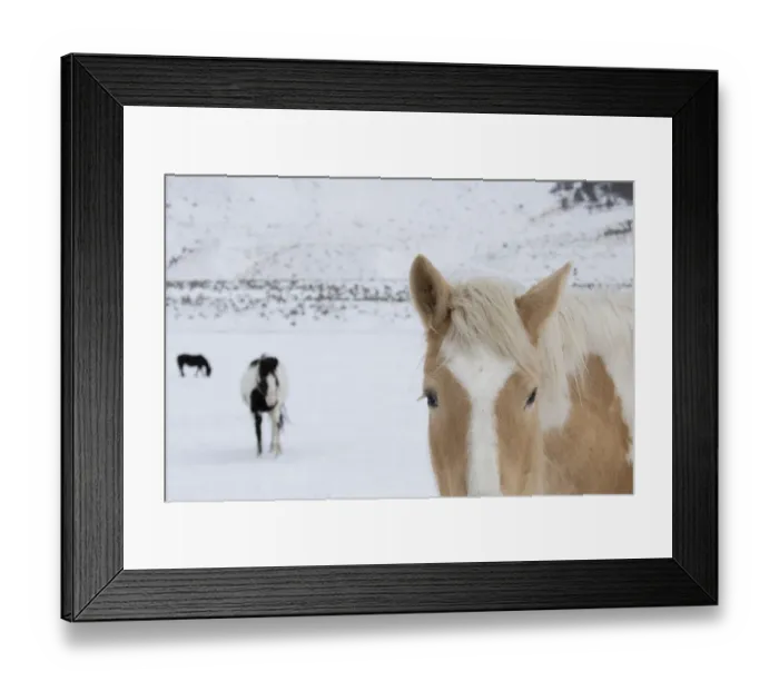 Framed Print : USA, Montana, Gardiner. Palomino paint horse with shaggy winter coats in snow