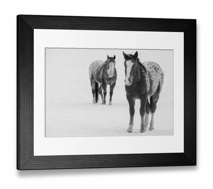 Framed Print : USA, Montana, Gardiner. Appaloosa horses in winter snow Framed Print : USA, Montana, Gardiner. Appaloosa horses in winter snow