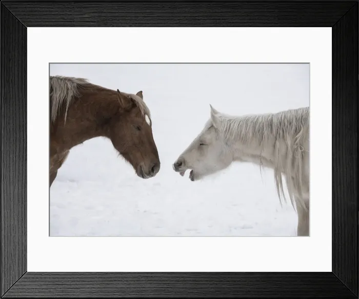 Framed Print : USA, Montana. Gardiner. Palomino and sorrel, with shaggy winter coat, nose to nose Framed Print : USA, Montana. Gardiner. Palomino and sorrel, with shaggy winter coat, nose to nose