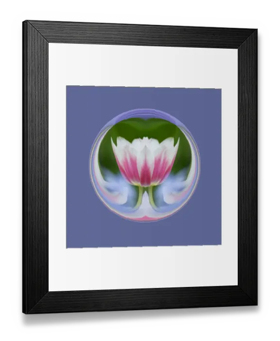 Framed Print : Single tulip, Las Vegas, Nevada Framed Print : Single tulip, Las Vegas, Nevada