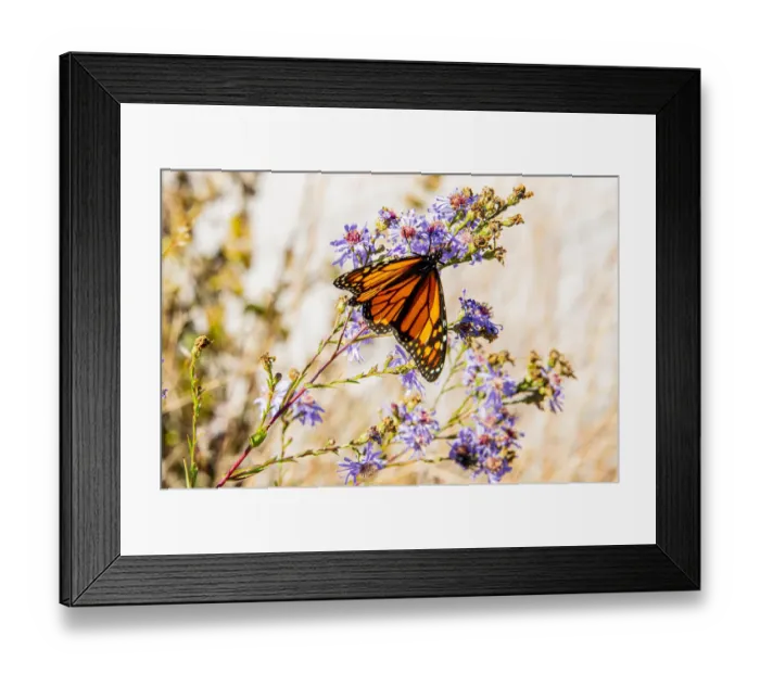 Framed Print : USA, New Hampshire, Bretton Woods, Omni Mount Washington Resort porch, monarch butterfly on aster Framed Print : USA, New Hampshire, Bretton Woods, Omni Mount Washington Resort porch, monarch butterfly on aster