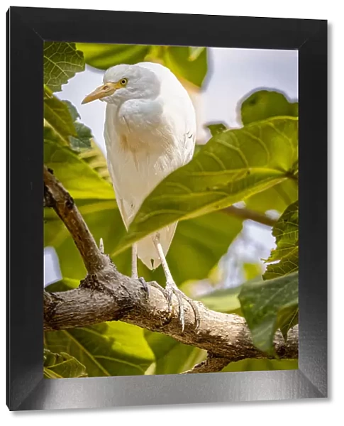 USA, New Mexico, Alamogordo, Alameda Park Zoo. Cattle egret in tree