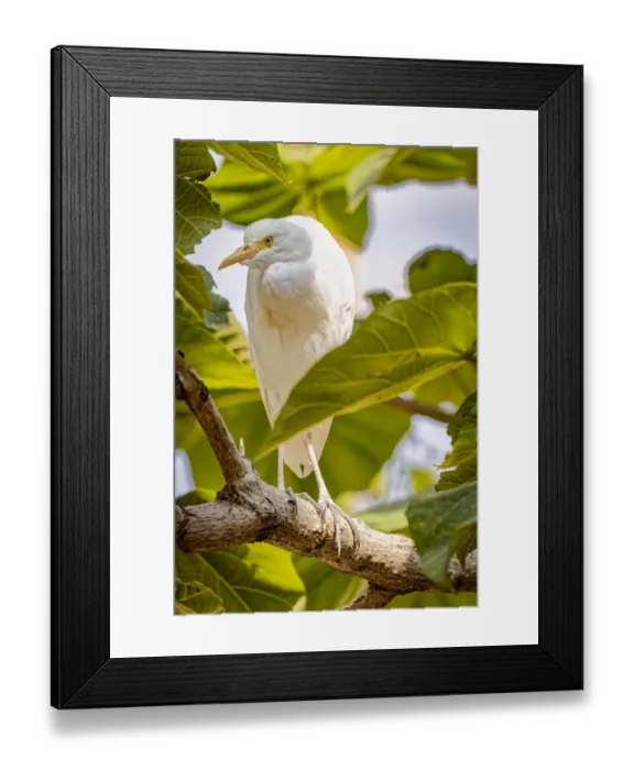 Framed Print : USA, New Mexico, Alamogordo, Alameda Park Zoo. Cattle egret in tree Framed Print : USA, New Mexico, Alamogordo, Alameda Park Zoo. Cattle egret in tree