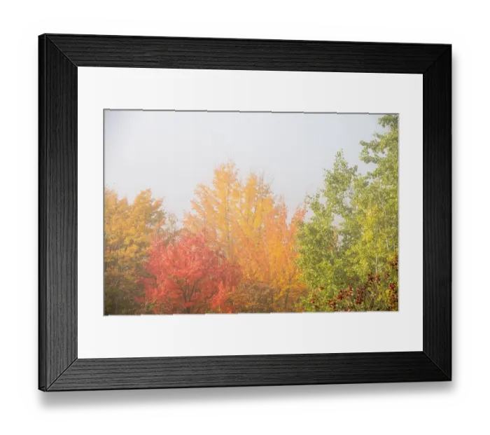 Framed Print : USA, New Hampshire, fall foliage north of Whitefield, along Rt. 3