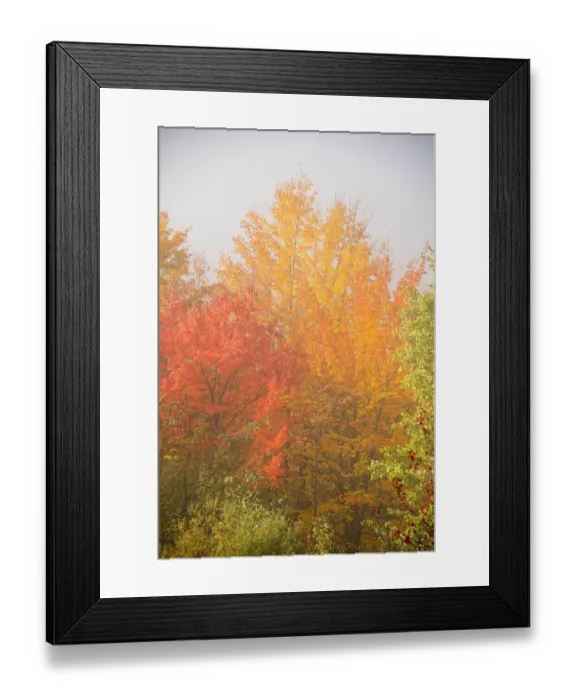 Framed Print : USA, New Hampshire, fall foliage north of Whitefield, along Rt. 3 Framed Print : USA, New Hampshire, fall foliage north of Whitefield, along Rt. 3