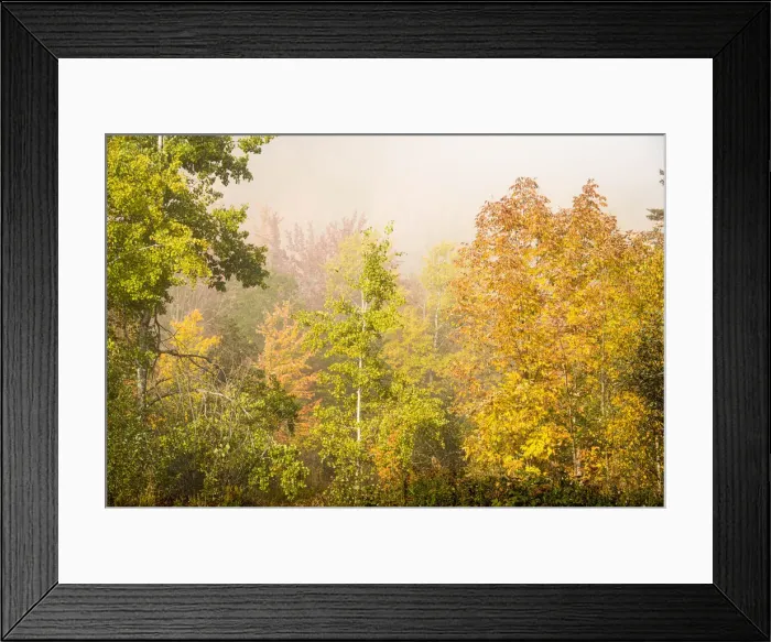 Framed Print : USA, New Hampshire, fall foliage north of Whitefield, along Rt. 3 Framed Print : USA, New Hampshire, fall foliage north of Whitefield, along Rt. 3