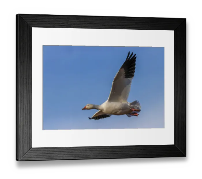 Framed Print : Snow goose flying. Bosque del Apache National Wildlife Refuge, New Mexico