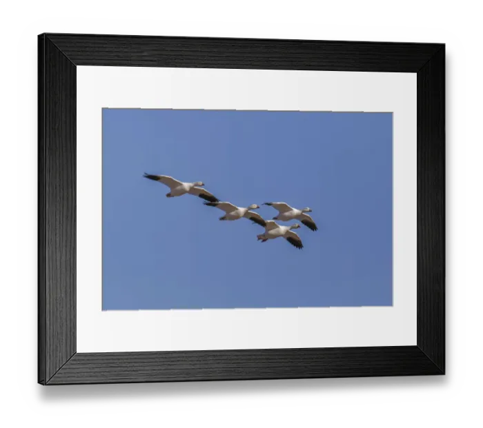 Framed Print : Snow geese flying. Bosque del Apache National Wildlife Refuge, New Mexico Framed Print : Snow geese flying. Bosque del Apache National Wildlife Refuge, New Mexico