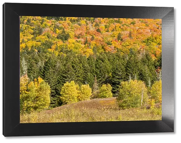 USA, New Hampshire, fall foliage Bretton Woods at base of Mount Washington