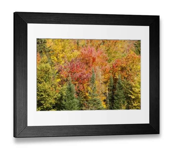 Framed Print : USA, New Hampshire, fall foliage Bretton Woods at base of Mount Washington