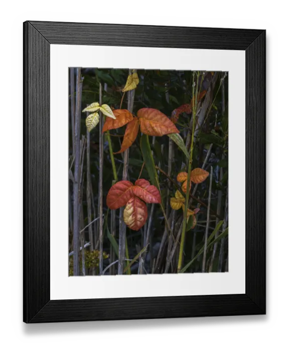 Framed Print : USA, New Jersey, Cape May National Seashore. Close-up of autumn-colored leaves Framed Print : USA, New Jersey, Cape May National Seashore. Close-up of autumn-colored leaves