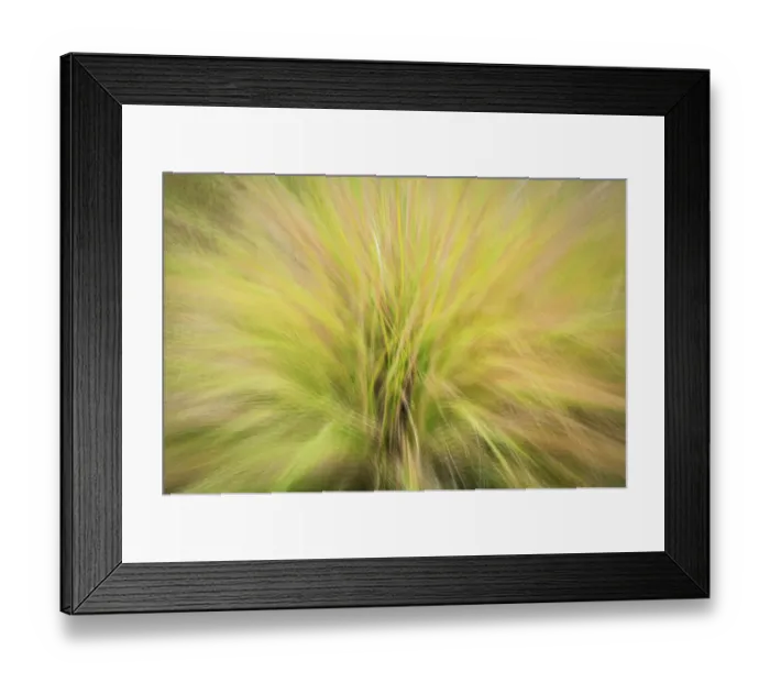 Framed Print : USA, New Jersey, Cape May National Seashore. Abstract sunrise on waving grasses