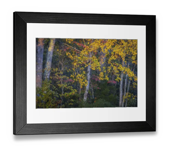 Framed Print : USA, New Jersey, Pine Barrens National Preserve. Autumn colors in forest