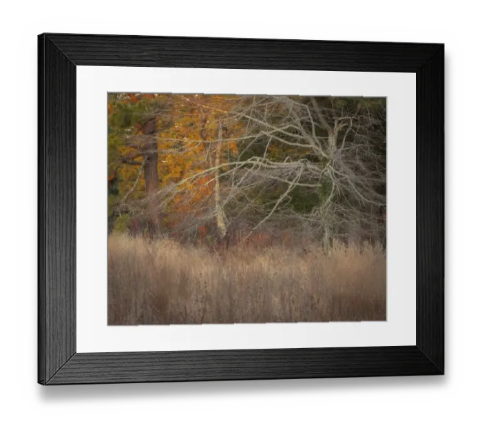 Framed Print : USA, New Jersey, Cape May. Ghostly tree shapes and grasses in autumn Framed Print : USA, New Jersey, Cape May. Ghostly tree shapes and grasses in autumn