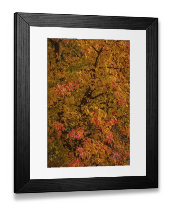 Framed Print : USA, New Jersey, Cape May. Tree in autumn foliage Framed Print : USA, New Jersey, Cape May. Tree in autumn foliage