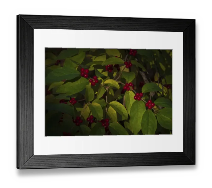 Framed Print : USA, New Jersey, Cape May. Close-up of green leaves and red berries Framed Print : USA, New Jersey, Cape May. Close-up of green leaves and red berries