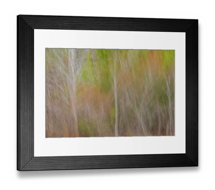 Framed Print : USA, New Jersey, Cape May. Abstract of trees in autumn foliage Framed Print : USA, New Jersey, Cape May. Abstract of trees in autumn foliage