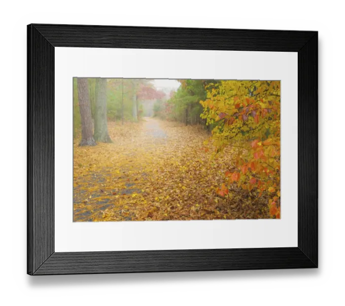 Framed Print : USA, New Jersey, Cape May. Leaf-covered road through autumn forest